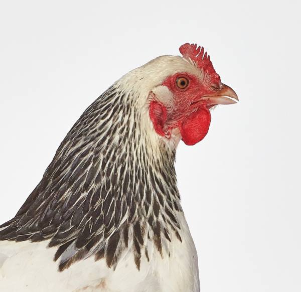 Photograph Murray Laidlaw Rescue Hen No 2 on One Eyeland