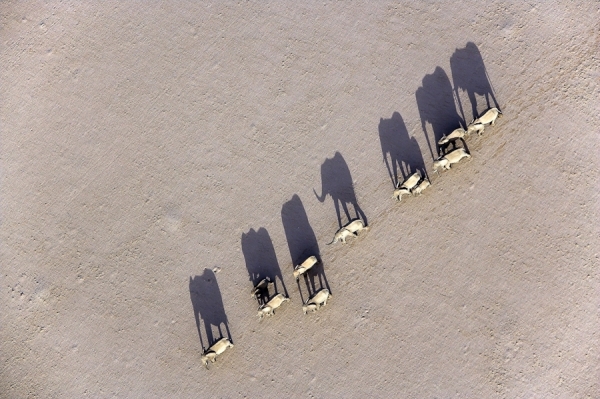 Photograph Michael Poliza Marching Desert Elephants on One Eyeland
