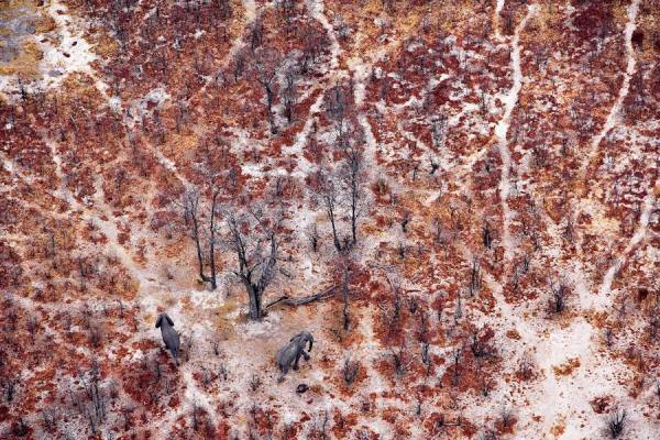 Photograph Michael Poliza Moremi Game Reserve on One Eyeland