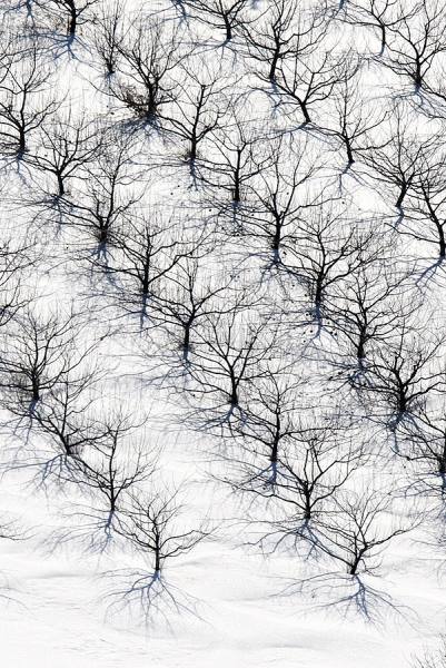 Photograph Larry Hamill Winter Orchard on One Eyeland