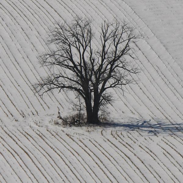 Photograph Larry Hamill Winter Tree on One Eyeland