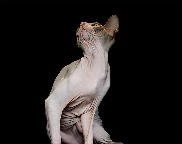 Photograph Charis Kouloumbis Canadian Sphynx Fisher on One Eyeland