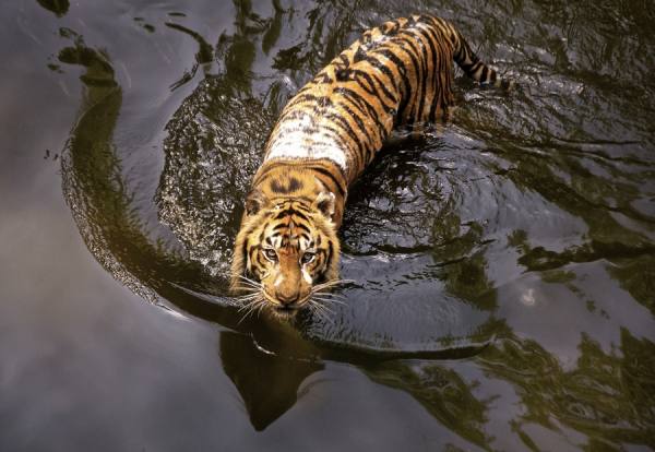 Photograph Ary Luke Javan Tiger on One Eyeland