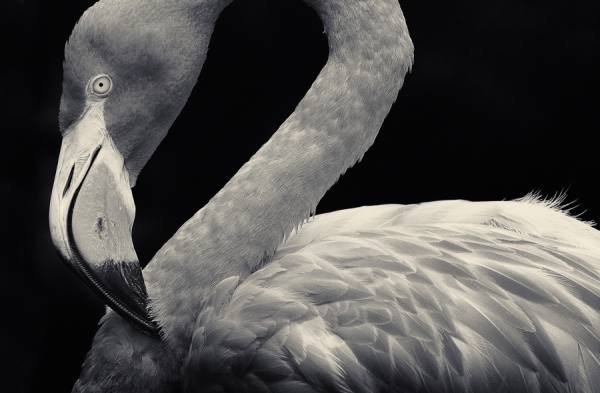 Photograph Antti Viitala Flamingo on One Eyeland