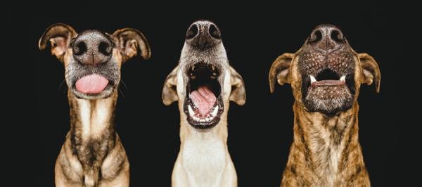 Photograph Elke Vogelsang Nice Nosing You on One Eyeland