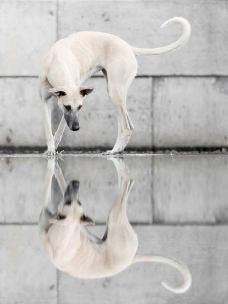 Photograph Elke Vogelsang Harbour Reflections on One Eyeland