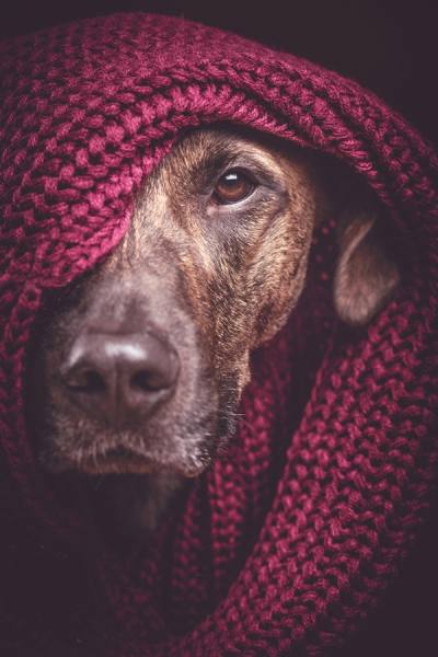 Photograph Elke Vogelsang They Call Him The Quiet Rambler on One Eyeland