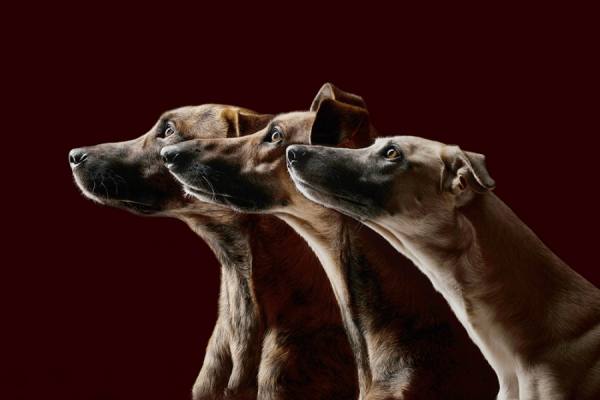 Photograph Elke Vogelsang All Good Dogs on One Eyeland