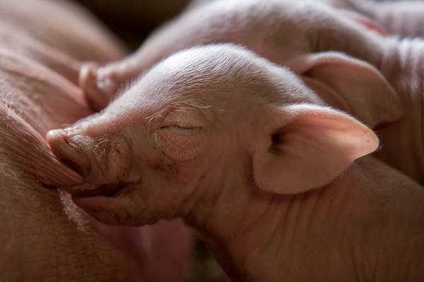Photograph Gert Van Den Bosch Feeding Time on One Eyeland