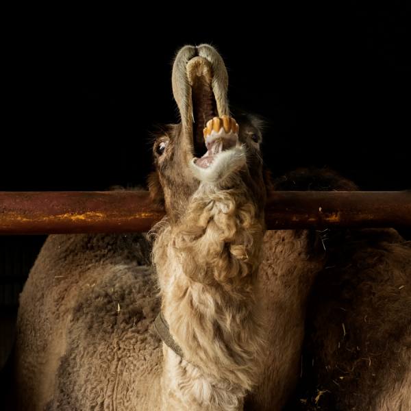 Photograph Gert Van Den Bosch Mouse on One Eyeland