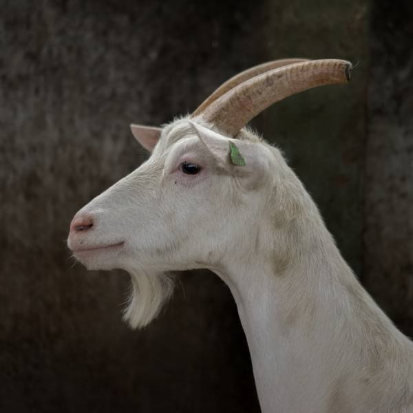 Photograph Gert Van Den Bosch The Goat on One Eyeland