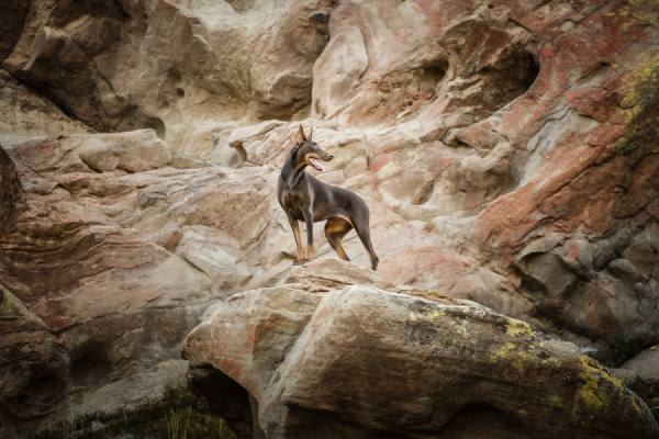 Photograph Alicia Rius Doberman On Top Of A Rock on One Eyeland