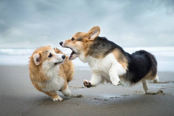 Photograph Alicia Rius Corgis Playing At The Beach on One Eyeland