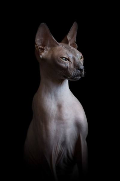 Photograph Alicia Rius Bastet on One Eyeland