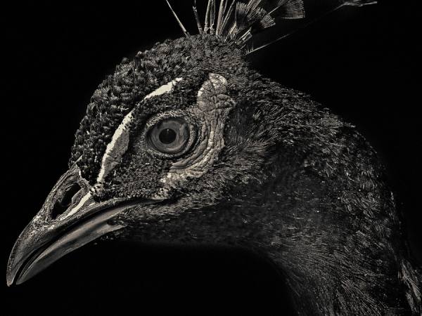 Photograph Antti Viitala Peacock on One Eyeland