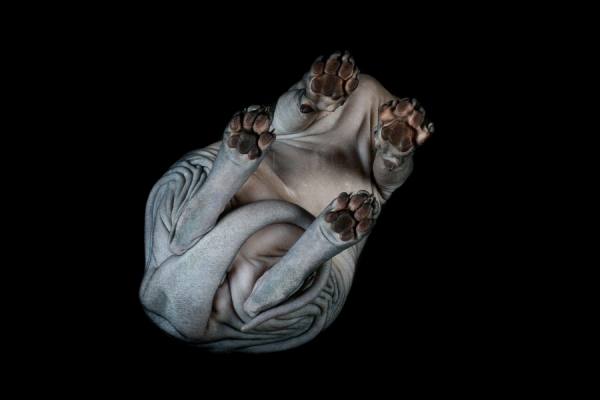 Photograph Alicia Rius Belly on One Eyeland