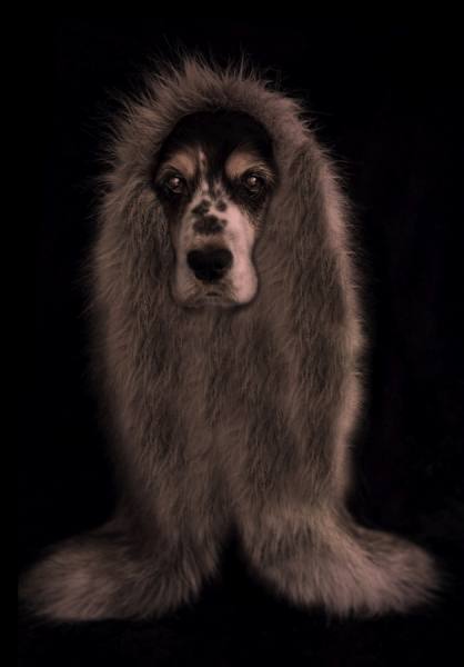 Photograph Reiny Bourgonje Le Chien on One Eyeland