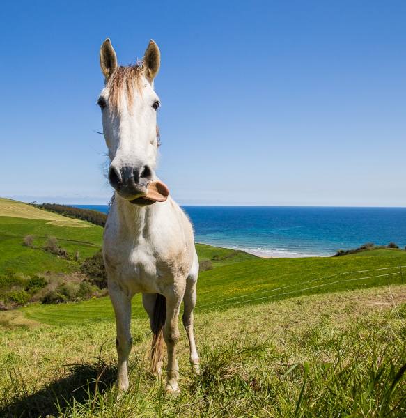 Photograph Irreberente Natalia Aguado Naughty Horse on One Eyeland