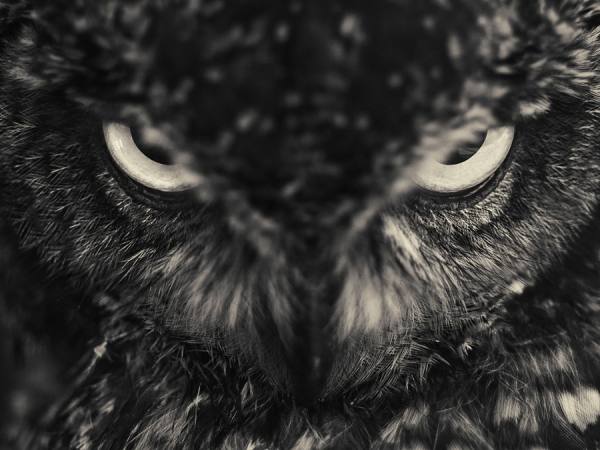 Photograph Antti Viitala Eagle Owl on One Eyeland