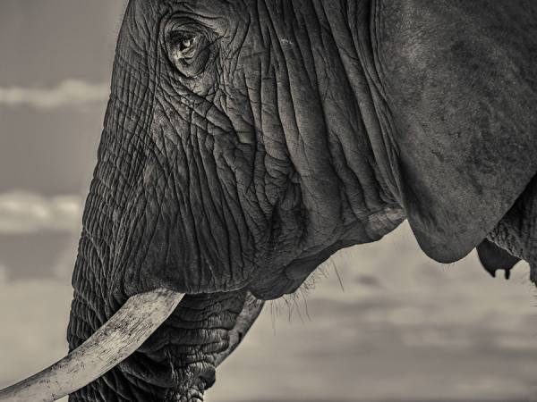 Photograph Antti Viitala Elephant on One Eyeland
