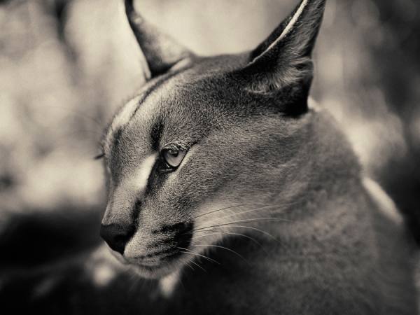 Photograph Antti Viitala Caracal on One Eyeland