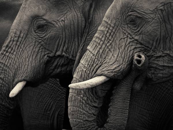 Photograph Antti Viitala Elephants on One Eyeland