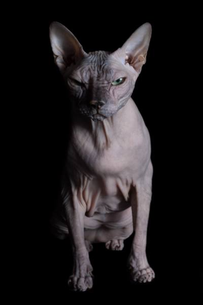 Photograph Alicia Rius Angry on One Eyeland