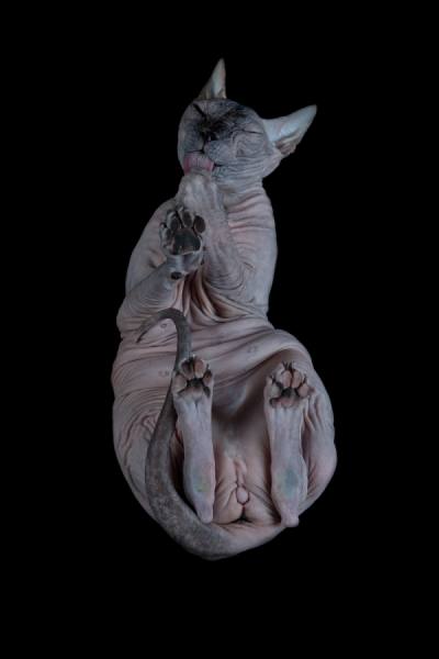 Photograph Alicia Rius Licking on One Eyeland