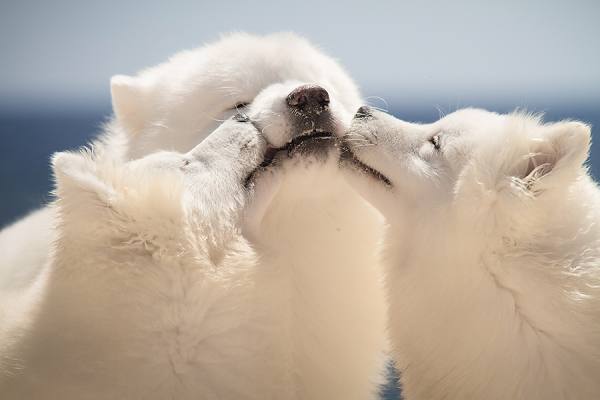 Photograph Alexandre Marques Kisses on One Eyeland