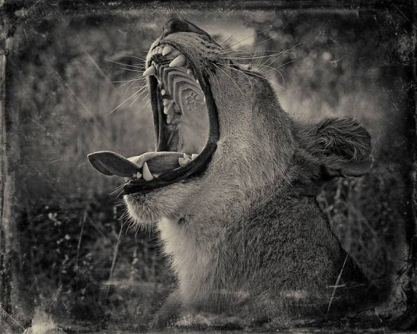Photograph Antti Viitala Yawn on One Eyeland