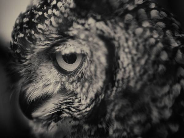 Photograph Antti Viitala Spotted Eagle Owl on One Eyeland