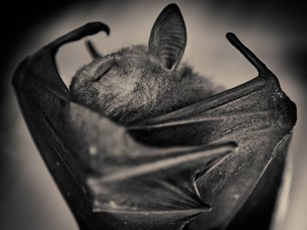 Photograph Antti Viitala Flying Fox on One Eyeland