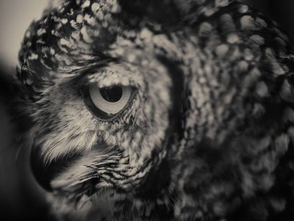 Photograph Antti Viitala Spotted Eagle Owl on One Eyeland