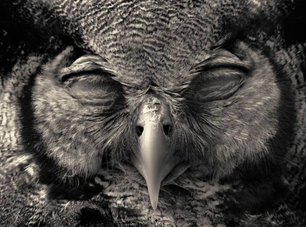 Photograph Antti Viitala Spotted Eagle Owl on One Eyeland