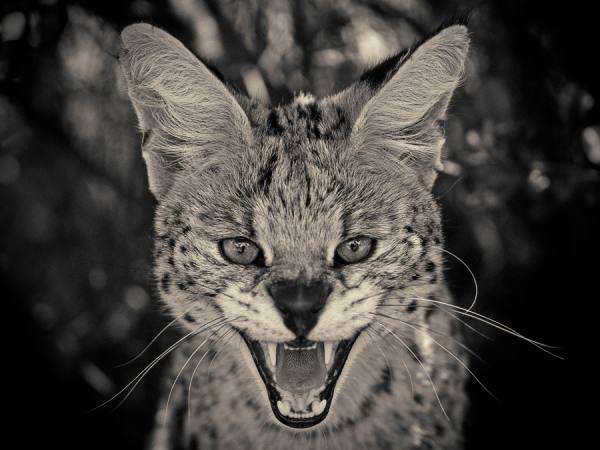 Photograph Antti Viitala Serval on One Eyeland