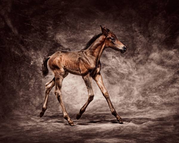 Photograph Antti Viitala Warm Bloods on One Eyeland