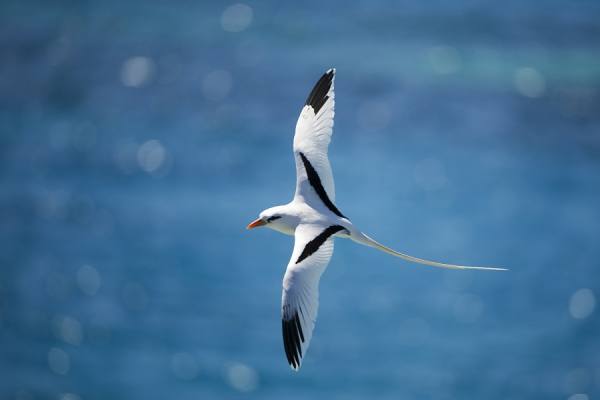 Photograph Guilden Gilbert White Tailed Tropic Bird Inflght on One Eyeland