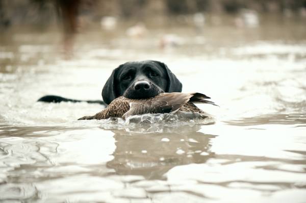 Photograph Robb Scharetg Benna Brings In The First Duck Of The Day on One Eyeland