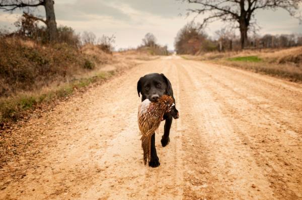 Photograph Robb Scharetg Benna Bringing Back A Pheasant on One Eyeland