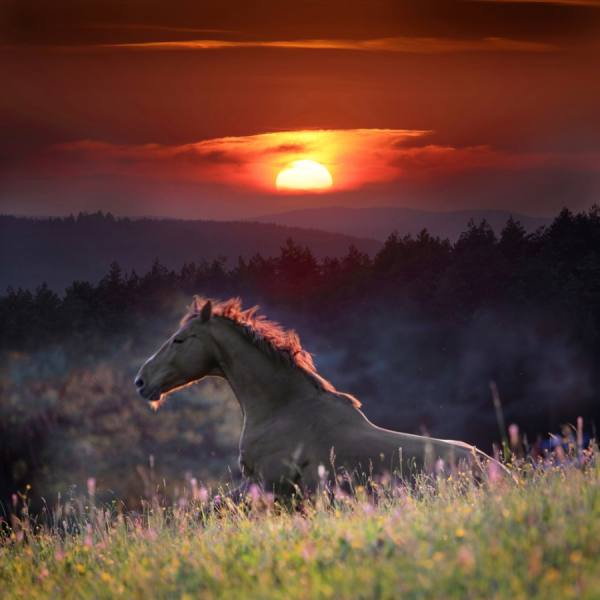 Photograph Andrzej Bochenski Running Horse At Sunset on One Eyeland