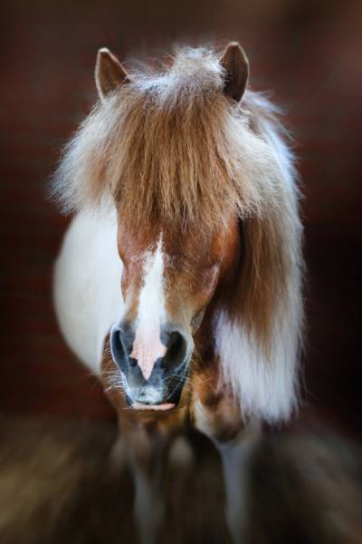 Photograph Andrzej Bochenski Horse Portrait on One Eyeland