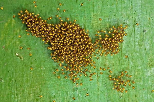 Photograph Anastas Dimitrov Baby Spiders on One Eyeland
