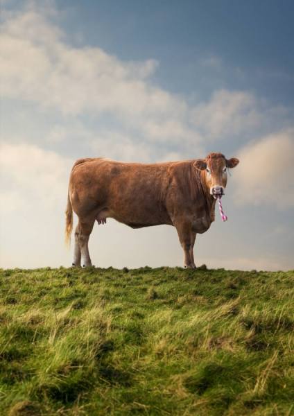 Photograph Matt Walford World Meat Free Day Party Cow on One Eyeland