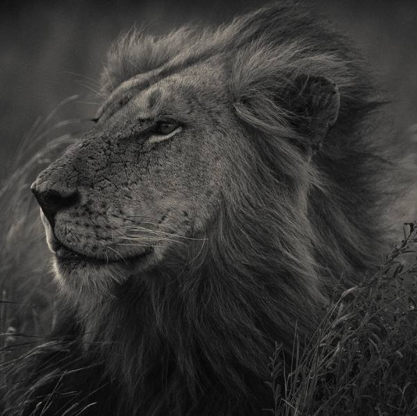 Photograph Antti Viitala Lion on One Eyeland