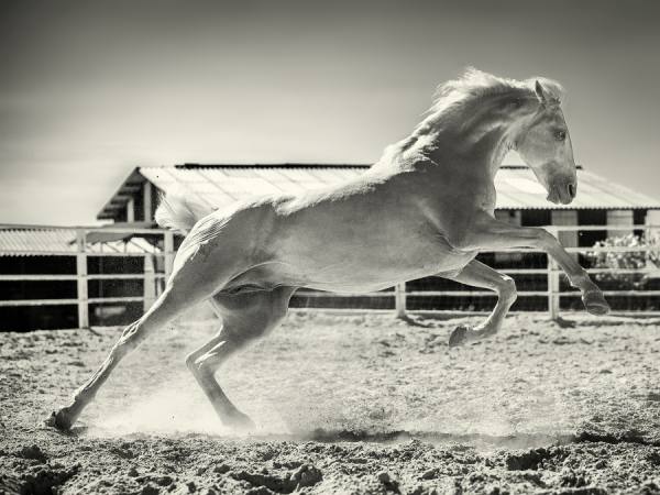 Photograph Ignacio Alvar  Thomas Embrujo Psl on One Eyeland