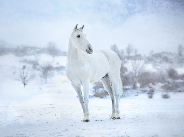 Photograph Ignacio Alvar  Thomas Nevado on One Eyeland