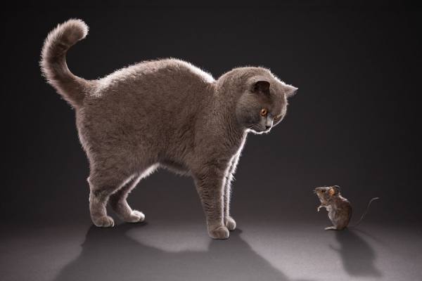 Photograph Tim Platt A British Blue Cat Watching A Mouse on One Eyeland
