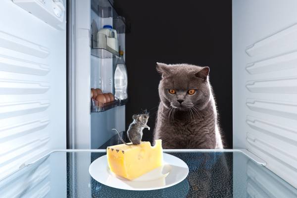 Photograph Tim Platt A British Blue Cat Watching A Mouse In A Fridge on One Eyeland
