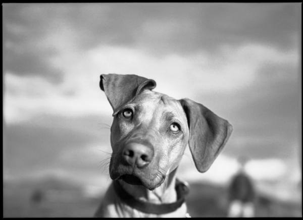 Photograph Jim Erickson A Dog Is Looking Intently on One Eyeland