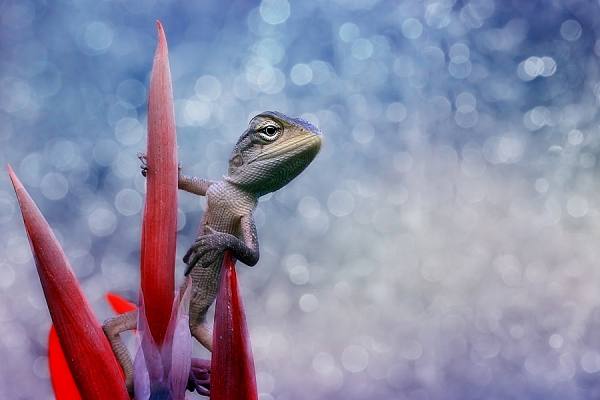 Photograph Iwan Susanto Alone on One Eyeland